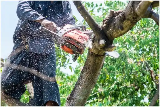 tree services Oak Trail Shores